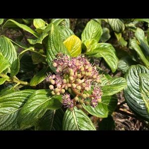 Meet your Posher, Reed